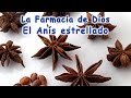 Anis estrellado, propiedades y beneficios