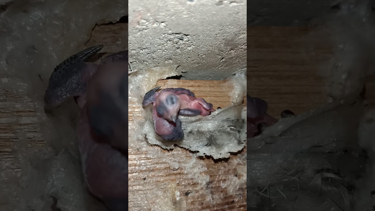 Burung walet 