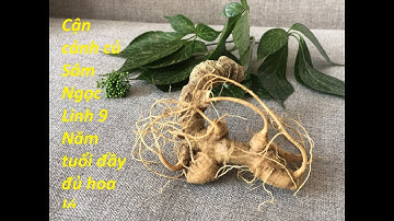 Cận cảnh củ sâm Ngọc Linh rừng 9 năm tuổi đủ Hoa lá