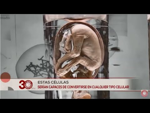 Video: La investigación muestra que los niños están más cerca de las mascotas que los hermanos