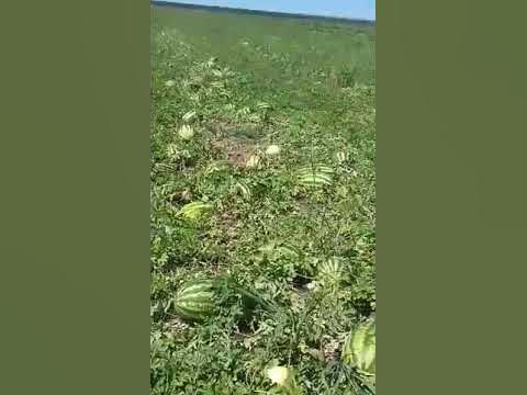 арбуз каристан видео 1 - YouTube