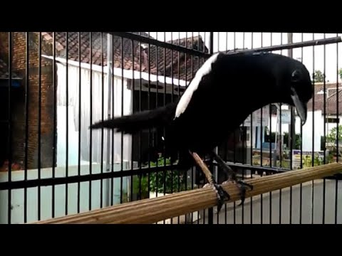 KACER WULUNG RAJA GOCOR DENGAN TARIAN EKSOTISNYA.😱