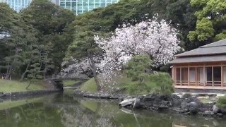 Япония. 1)Сакура парка Хамарикю в Токио /Tokyo.Sakura Hamarikyu Garden