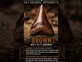 Why do fossilised Shark Teeth turn Brown?