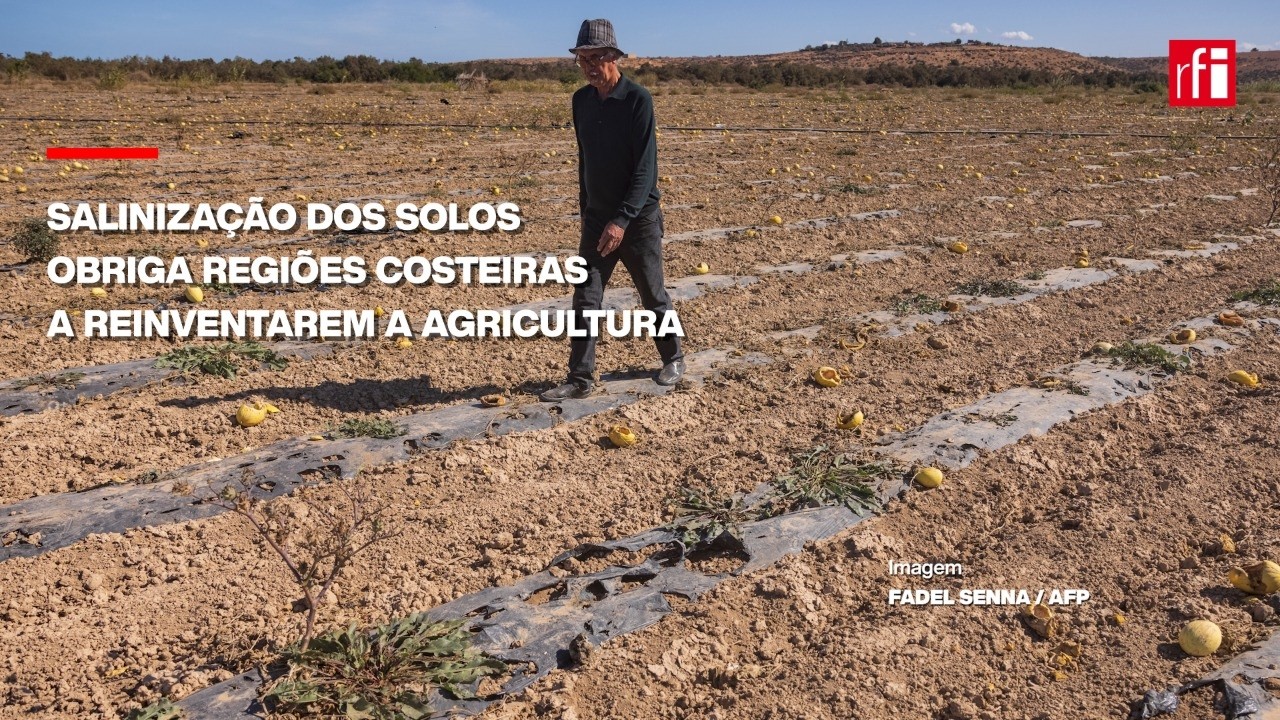 Salinização dos solos obriga regiões costeiras a reinventarem a agricultura