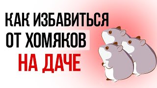 Как избавиться от хомяков на дачном участке