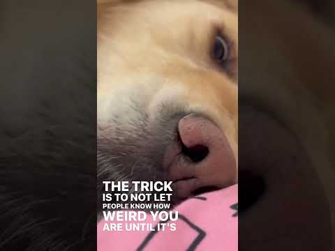 My Dog Does