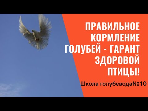 Школа голубевода№10: Правильное кормление голубей - гарант здоровой птицы!