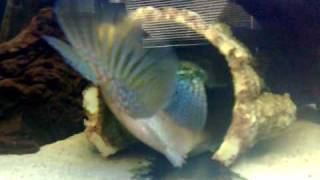 Download Lagu Chuco Godmani's Laying Eggs (Breeding Time) Download Lagu Chuco Godmani's Laying Eggs (Breeding Time)