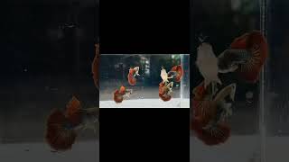 Red dragon bds hm #usa #uk #europe #china #mexico #canada #india #animals #fish #guppy