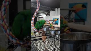 Eclectus Elevais A La Main