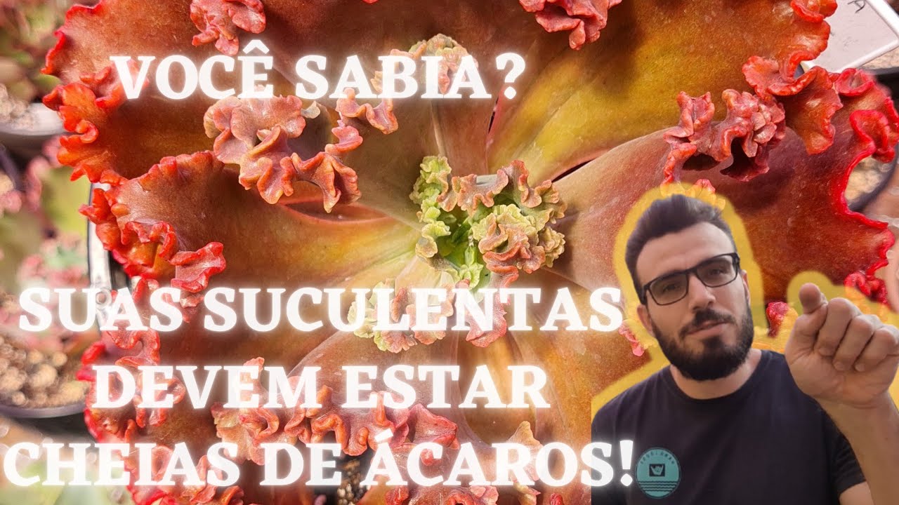 ÁCAROS nas suas Suculentas, você sabe identificar um ÁCARO ? ele pode sugar todas forças e energias!