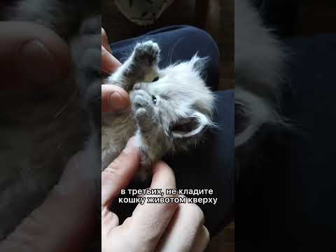 Как приучить кошку сидеть на руках? #shorts #котенок #кот #коты #зоопсихолог