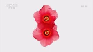 (China Central Television) CCTV8 [Television Drama Channel] Ident Collection (2019.10.24 - now)