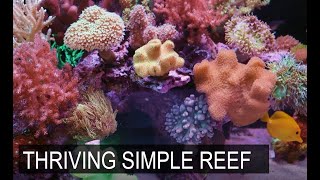 Soft Coral Dominated Reefer 250 Reef Tank screenshot 3