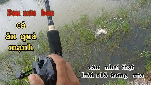 Câu lure  cá lóc kiên  giang sau cơn  bão  cá  ăn  quá  mạnh