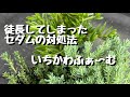 徒長したセダムの対処法