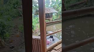 Swimming Right Through the Floor! 🤯🏊♀️ Unique Bamboo House #Shorts #VillageLife