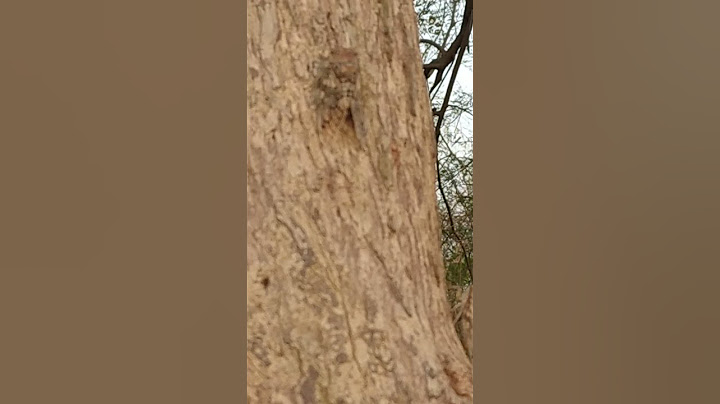 cicada sound as harmonium