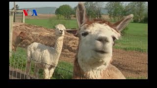 Alpacas: America's New Cash Cow? (VOA On Assignment June 13, 2014)