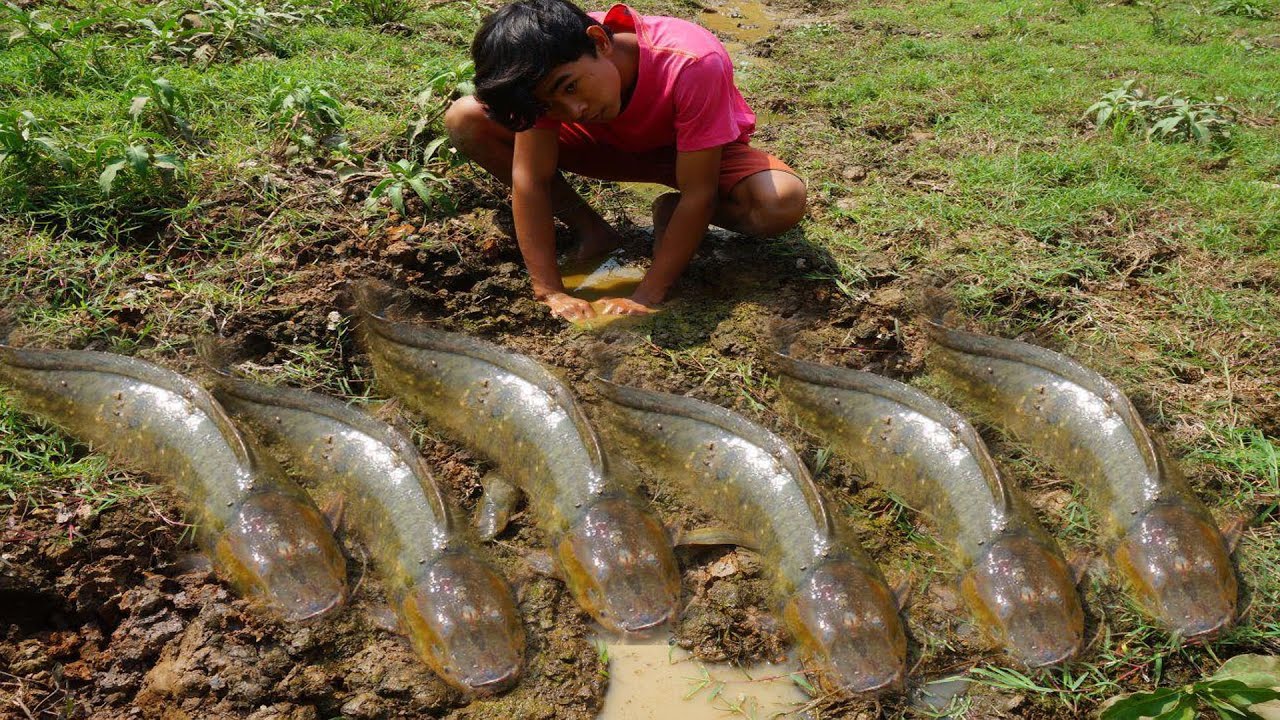 Awesome fishing season dry 2020 - Catching Catfish In Dry Season