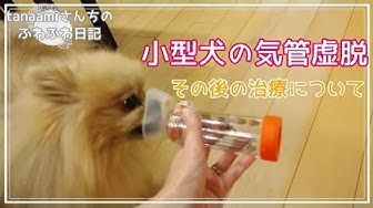 犬の咳 Youtube 犬の咳 Youtube