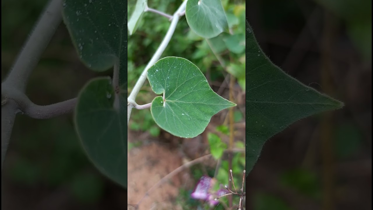 Pergularia daemia ( Asclepiadaceae family)