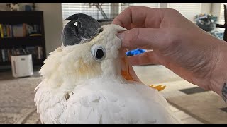 Middleaged cockatoo doesn't know how to fly. This woman wants to change that.