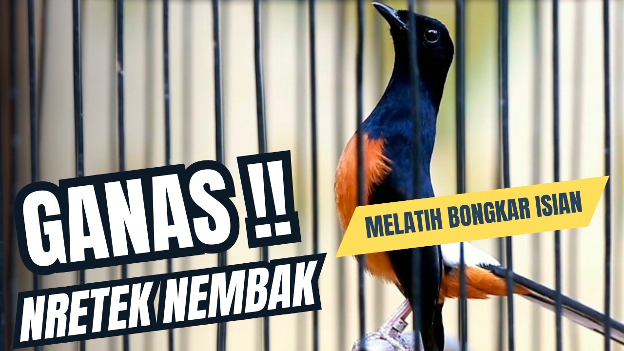 MURAI BATU GACOR FULL ISIAN TEMBAKAN MEWAH SANGAT AMPUH MELATIH MURAI BATU EMOSI BONGKAR ISIAN
