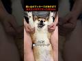 飼い主のマッサージが神すぎて散歩より好きになった柴犬www