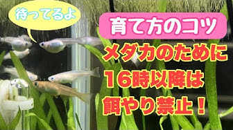 餌 Youtube