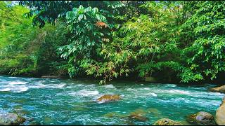Serene River| Pure Nature Sounds No Talking No Music Sleep Cozy Ember ASMR 🌊