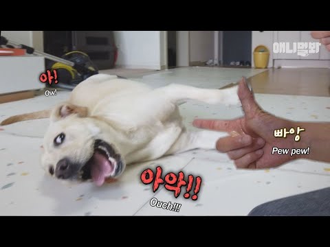단 5분이면 뭐든 배운다는 천재 강아지에게 기출변형 문제를 내봤습니다 그런데..ㅣSuper Genius Dog&amp;#39;s Unimaginable Past
