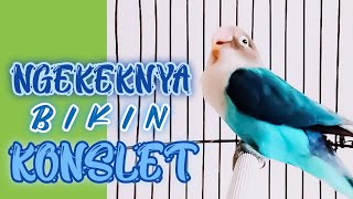 SUARA BURUNG LOVEBIRD KONSLET, COCOK BUAT MASTERAN MURAI BATU, CUCAK IJO, KACER, DIJAMIN 100% AUTO N