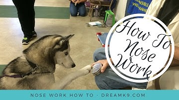 Nose Work - How to start training your dog - DreamK9.com