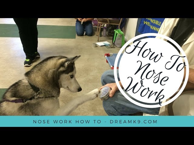 Starting the Sensitive Dog in Nosework - Scentsabilities Nosework Nosework