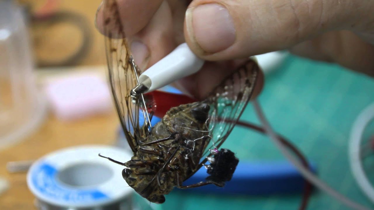 Muscle Control of Cicada via Music (Beastie Boys Sabotage)