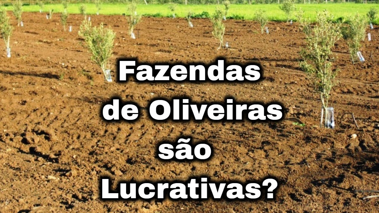 Iniciando uma Fazenda de Oliveira