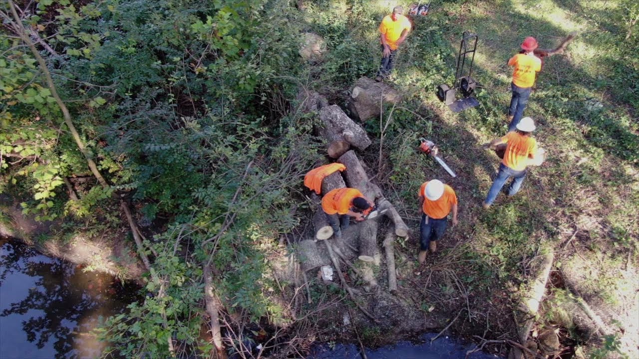Companies Help Elderly Woman Duped by Missouri Tree Service by Removing Mess from Her Yard