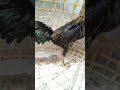Ayam Birma x mangon