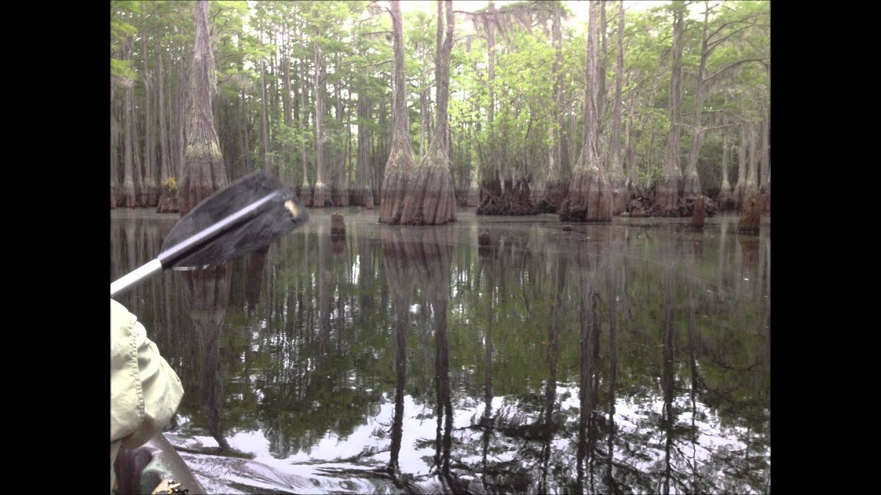 L. Smith State Park kayak paddle June 26.wmv YouTube