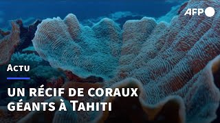 Au large de Tahiti, un récif de coraux géants découvert | AFP