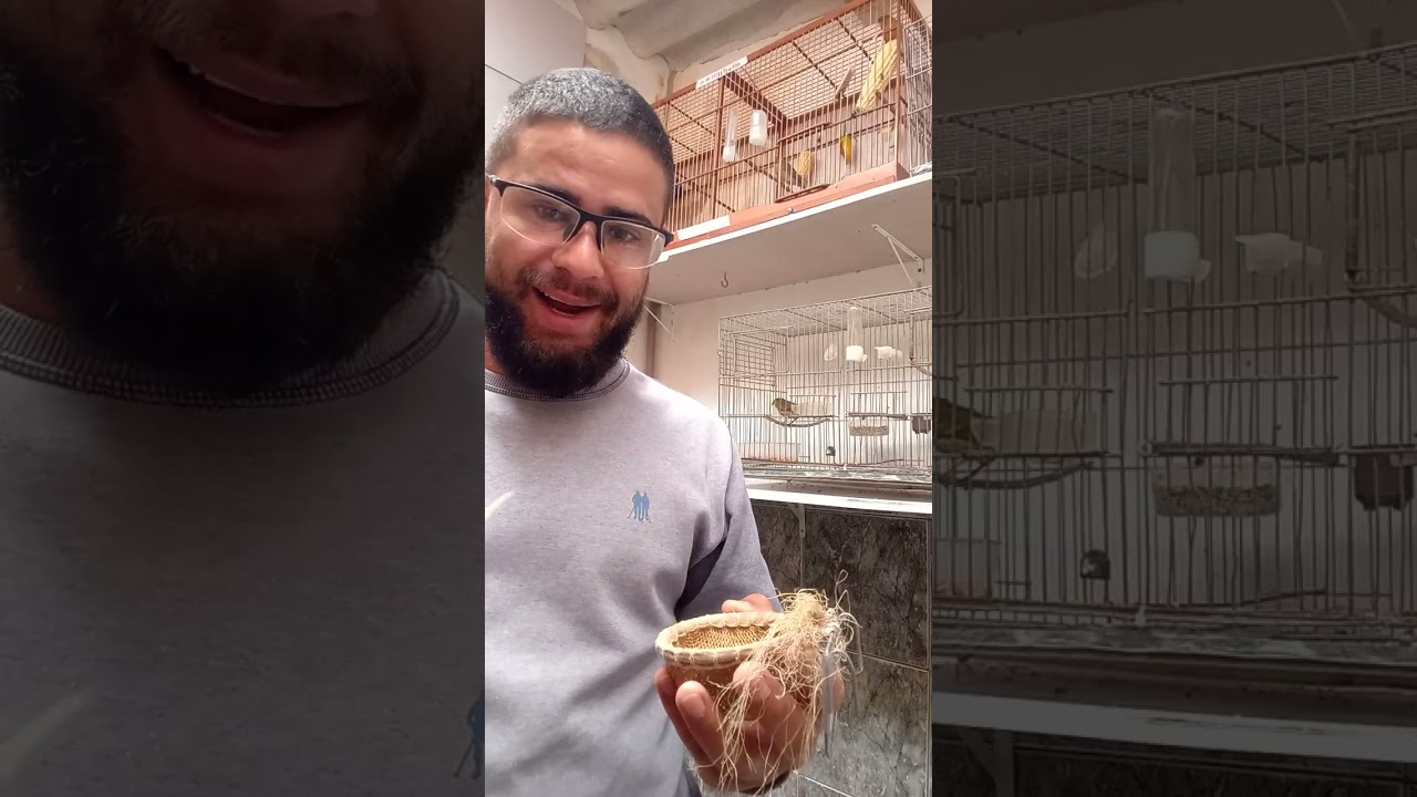 Filhotes pixoxo 2025 ! Fêmeas de primeira viagem !