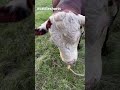 He’s still pissed. Side eyed and huffed! #cattle #beef #farming #bull #cow #hereford Mp3 Song
