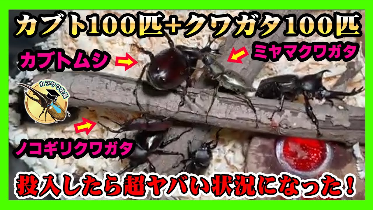 超大量入荷】国産カブトムシ・クワガタをさわり放題の体験型施設を作り