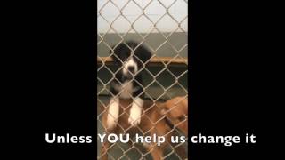 Lucky Dog Animal Rescue's Florence, SC Shelter Partner 2017