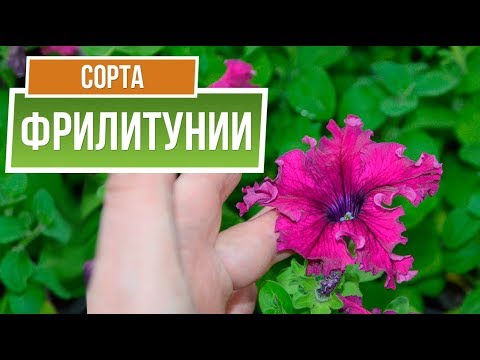 Video: Frillitunia