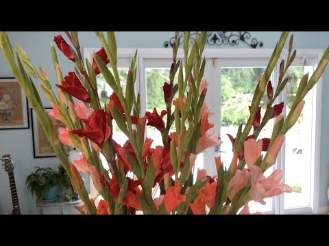 How to arrange gladiolus flowers in a vase