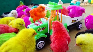 LOVELY Hen Baby Chicks Vs TRACTOR TROLLEY TOYS Video | FishCutting