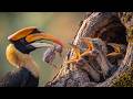 Full Life Cycle 🐣🌿 Great Hornbill Nesting And Chick Survival | Life of Wings